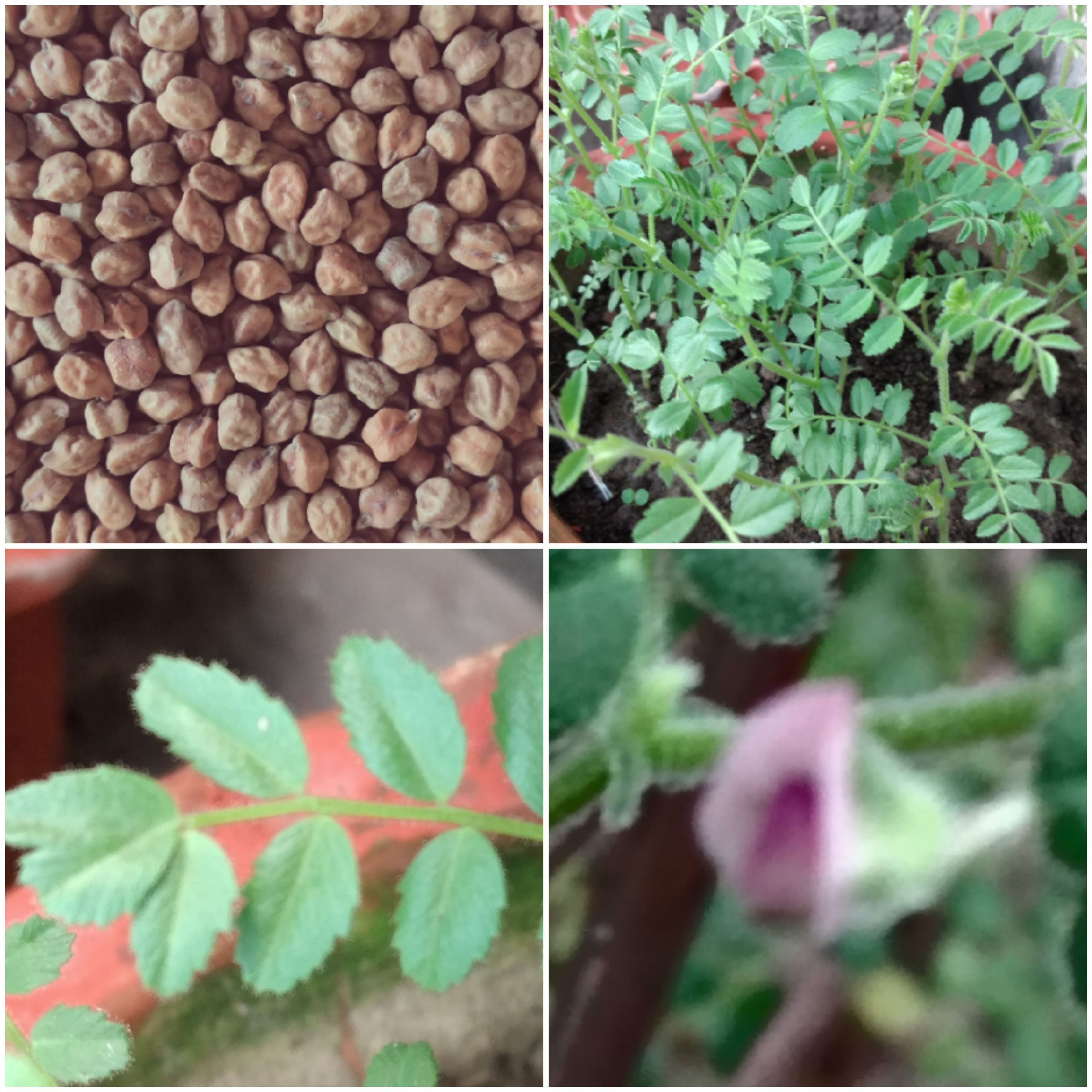 Seed to Seed : Know your Channa dal/Bengal gram through leaves and flowers   Dal On The Table