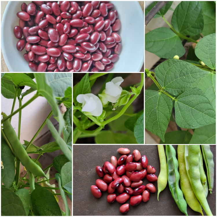 Rajma Plant – Dal On The Table